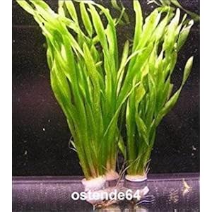 2 Bunde Große Wasserschraube / Vallisneria americana - asiatica, barschfest