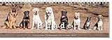 Tischkalender Hunde 2020: Terminplaner mit 53 Farbfotografien by 