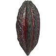 London Grocery Fresh Ceremonial Cacao Pods – 1kg Raw Organic Ceremonial Grade Cacao Fruit from St. Lucia | Exotic Chocolate Cocua Fruit