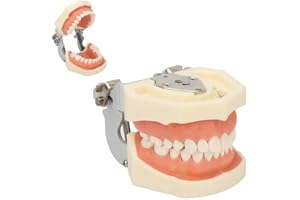 Dental Typodont tändsmodell, mjukt tandkött tandmodell, övre käftcysta tandmodell 28 tänder mjukt tandkött cysttänder läromodell för öva incisionsavsationer