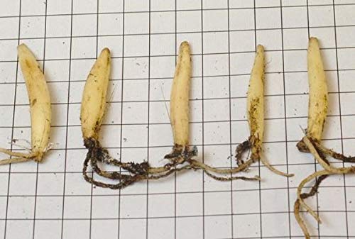 Ail Des Ours : Propriétés Et Utilisations - Cholestérol, Tension, Diabète - Foto 10