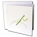 Produktbild Malerei Von einer grün betend Mantis – Grußkarten, 15,2 x 15,2 cm, Set 12 (GC 165772 _ 2)
