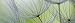 Produktbild Artland Qualität I Glas Küchenrückwand ESG Spritzschutz Küche 180 x 56 cm Botanik Blumen Pusteblume Foto Grün F1GJ Pusteblumen-Samen