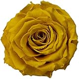 ETERNAL ROSES, XXL Rosenkopf, konserviert; Farbe Yellow