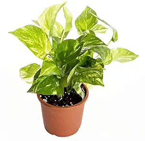 Air Purifying Live Money Plant with Plastic Pot