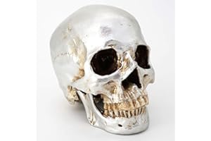 CRANSTEIN SCIENTIFIC Cranstein A-525 - Teschio umano, 2 pezzi, a grandezza naturale (colore argento)