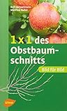 Image de 1 x 1 des Obstbaumschnitts: Bild für Bild