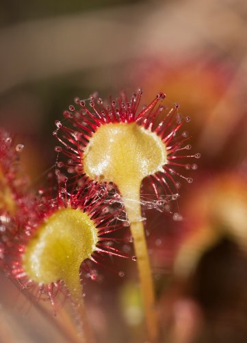 Seedeo Rundblättriger Sonnentau (Drosera rotundifolia) 100 Samen inkl. Anzuchtsubstrat