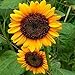 Produktbild Fash Lady Sonnenblumenkerne, Mammoth Grey, Erbstück Sonnenblumenkerne, gelbe Sonnenblumen, 50ct