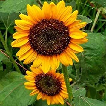 Preisvergleich Produktbild Fash Lady Sonnenblumenkerne, Mammoth Grey, Erbstück Sonnenblumenkerne, gelbe Sonnenblumen, 50ct