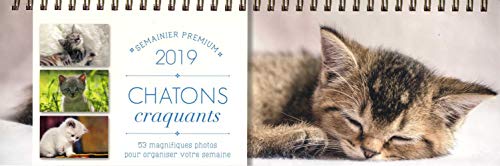 Download Semainier premium Chatons craquants 2019 Download Semainier premium Chatons craquants 2019