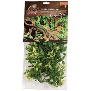 TERRARIUM PFLANZE AMAPALLO 50CM