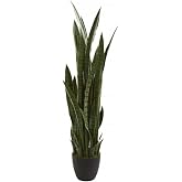 Kılı&ccedil; &Ccedil;i&ccedil;eği Paşa Kılıcı 40-60Cm Peygamber Kılıcı Ev Bitkisi Ofis Bitkisi Salon Bitkisi 3 K&ouml;kl&uuml;d&uuml;r