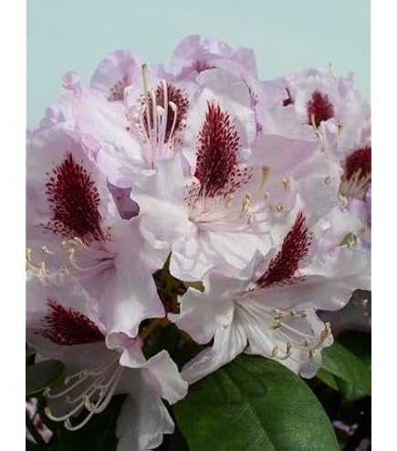 Zwerg Rhododendron Purple Pillow 20-25cm - Rhododendron russatum - Zwerg  Alpenrose - lebende Gartenpflanze aus den Baumschulen : Amazon.de: Garten