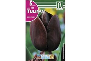 ROCALBA BULBO DE OTOÑO TULIPÁN REINA DE NOCHE - 5 UD