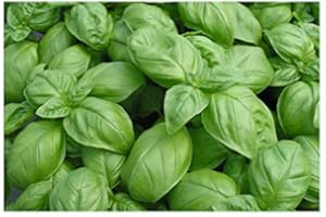PREMIER SEEDS DIRECT - HERB - BASIL - GENOVESE - 7 GRAM ~ 4050 FINEST SEEDS