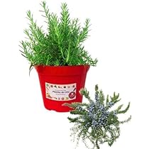 Pianta Di Menta Piperita In Vaso 14 Cm - Erba Aromatica Per Mojito E Tè - Foto 5