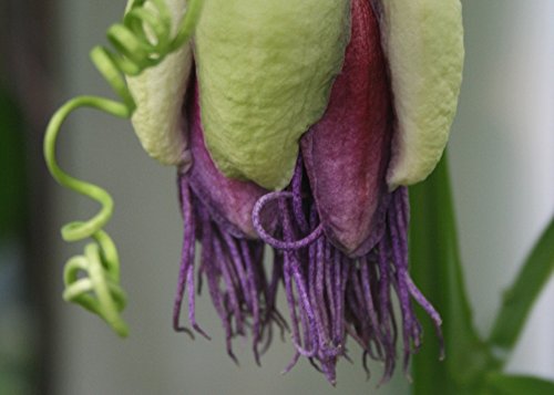 SAFLAX – Riesengranadilla / Königsgranadilla – 12 Samen – Mit Substrat – Passiflora quadrangularis - 5