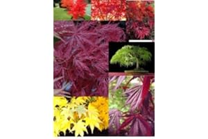 GROW YOUR SECRET GARDEN Japanischer Ahorn Sammlung, Fächerahorn Samen- 21 Samen, 7 Sorten