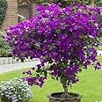 Bougainvillea plant live purple, live plant for purple bougainvillea (pack of 1)