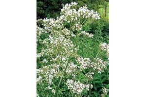 JUST SEED JustSeed - Wild Flower - Common Valerian Valeriana officinalis - 1500 Seeds