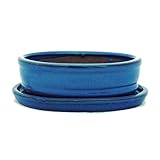 Glasierte Bonsaischale inkl. Unterteller