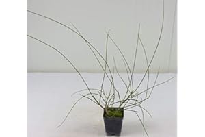 MONDOPIANTE Pianta Ginestra, vaso 7cm, Altezza 20/30cm