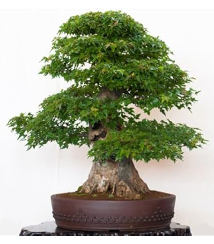 Seedeo Bonsai Anzuchtset Blauregen (Wisteria sinensis blue) : Amazon.de:  Garten