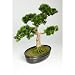 Produktbild Künstliche Japanische Bonsai Pinie in Bonsaischale, 320 Spitzen, 40 cm - hochwertiger Kunstbonsai künstlicher Bonsai