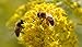 Produktbild Portal Cool 3 Gramm bis 3000 Samen: Goldrute, Bee Grass (Solidago gigantea) -3 Gramm / 10 Gramm ~ (3000/10000 Seeds) + Gift
