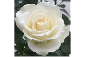 BRYNCIR GARDEN CENTRE Rose - Patio Rose - 10.5cm (1, White)
