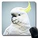 Produktbild Luancrop Mousepads Neugieriger Gelbhaubenkakadu Cacatua Galerita White Head Shoulders Wildlife Parks Längliche Gaming-Mausunterlage im Freien rutschfeste Gummimatte