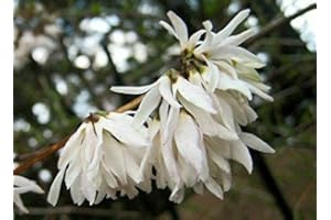 GREEN FUTURE PFLANZENHANDEL Schneeforsythie Abeliophyllum distichum Pflanze 15-20cm Weisse Forsythie Rarität