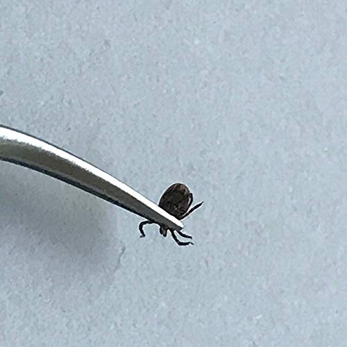 REMOS Tick Remover Made of Stainless Steel with Curved tip for Humans & Animals - Image 8