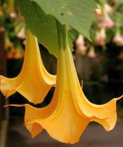 Brugmansia versicolor - Engelstrompete - 5 Samen