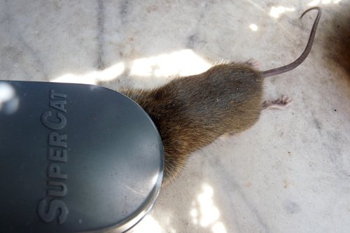 SWISSINNO1 003 223 SuperCat Mausefalle 2 Stück inkl. Naturköder + 6 Ersatzköder - 8