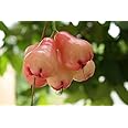 Creative Farmer Live Plants Rose Apple Fruit Champa Fruit Plant Exotic Plant Fruit Garden Plants (1 Healthy Live Plant)