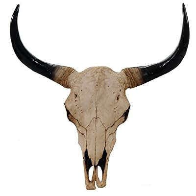 Mendler Crâne de décoration Taureau 45cm HWC-T454, polyresin, Sculpture, Cornes Longues, intérieur/Plein air – Nature