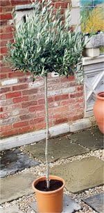 Olea Europaea (Olive Tree) 3/4 Standard