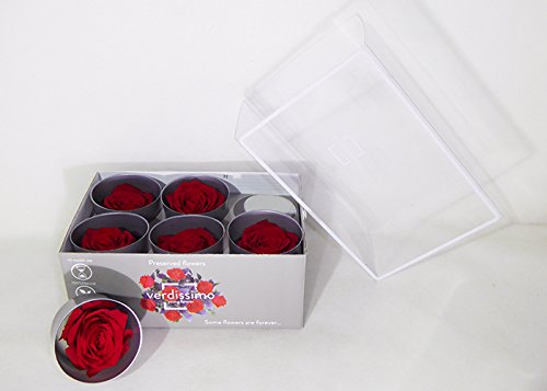 6 Echte, konservierte Rosenköpfe; Farbe rot, dazu 25 gr. Konserviertes Moos - 2