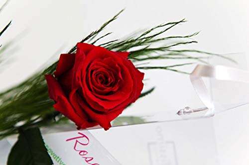 Rosen-te-amo Rosa roja natural conservada + verde natural conservado - Rosa eterna