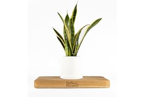 Perfect Plants Snake Plant Sansevieria Laurentii 55-65cm Tall Indoor Plant