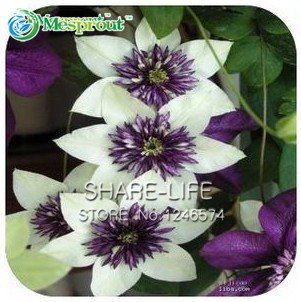 Clematis, Clematis-Blumen, Kletterpflanze Kletterpflanze Clematis Samen – 100 Stück Samen / bag - 3
