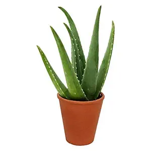 Creative Farmer Aloe Vera Live Plant