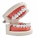 Produktbild omonic 8 cm x 6,5 cm x 5,5 cm Dental Demonstration Zahnarzt Flesh Pink Zahnfleisch Standard Zähne Zahn X 5,2 Kiefergerechte Teach Studie Dental Mund Modell