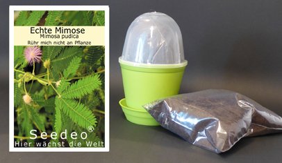 Seedeo Anzuchtset Echte Mimose (Mimosa pudica)