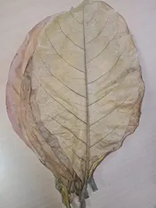 Indian Almond Leaves (?????? ??????) for Aquarium Fishes - Natural Dried Almond Leaves 15 pcs - Natural Fish Stress Reliever - Fish Spawning Inducer