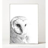 Kunstdruck / Poster SCHLEIEREULE -ungerahmt- Vogel, Eule, skandinavisch, nordisch