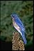 Produktbild 163038 Eastern Bluebird On A Mullein Stalk A4 Photo Poster Print 10x8