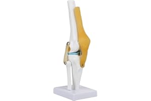 Oumefar Life Size Human Scientific Functional Anatomically Correct Knee Joint Model for Skeleton Anatomy Study Teach with Ligament Model That Can Move